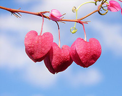 Herz-Blume (flickr)