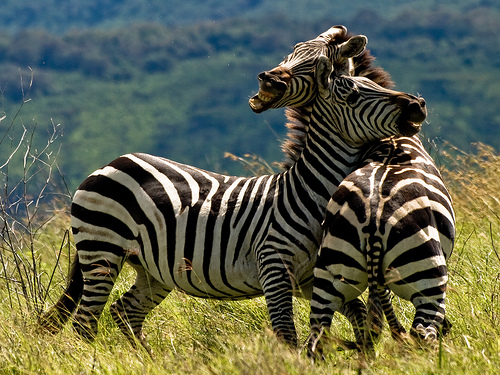Kampf der Zebras (flickr)